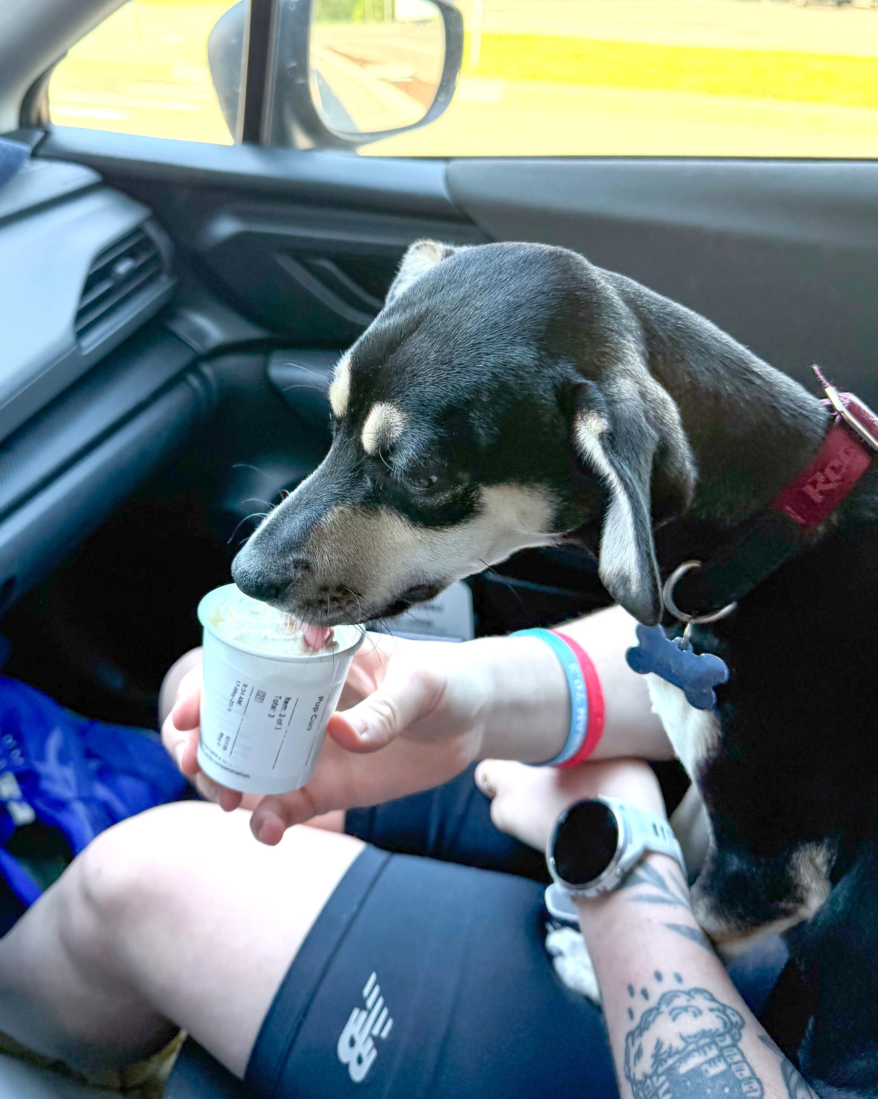 Lucy, an adopted mixed breed in Ansonia, CT image 4/6