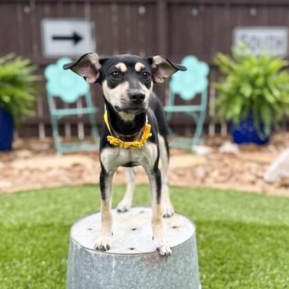 Lucy, an adopted mixed breed in Ansonia, CT image 2/6