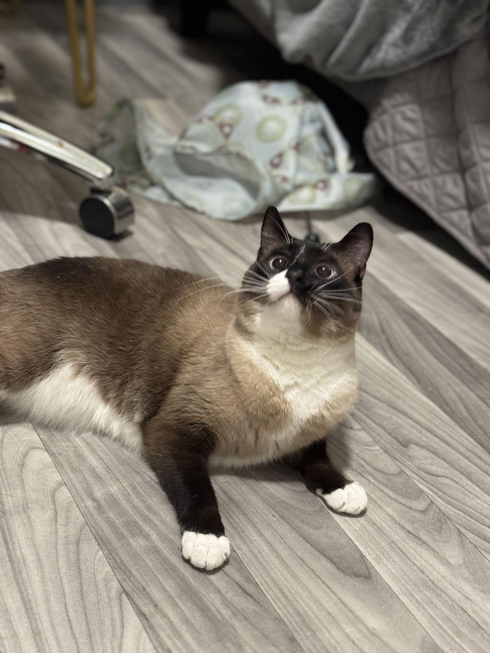 Bodhi, Adoptable, Adult Male Siamese.