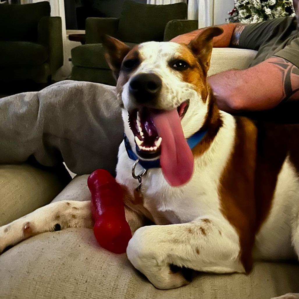 Banda, Adoptable, Young Male Basenji & Corgi.