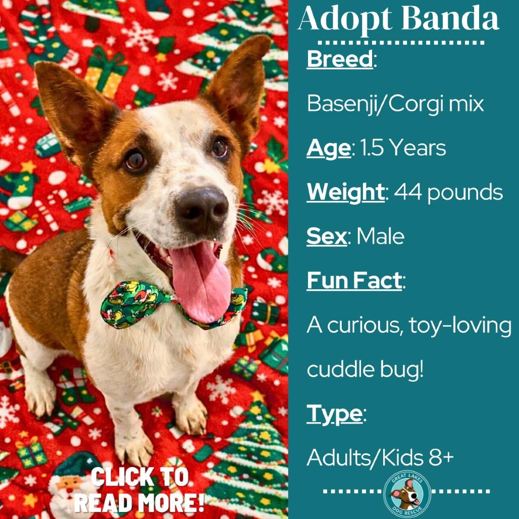 Enlarge Banda, a Adoptable mixed breed in Metamora, MI image 1/6
