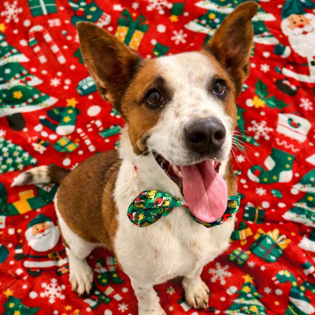 Enlarge Banda, a Adoptable mixed breed in Metamora, MI image 2/6