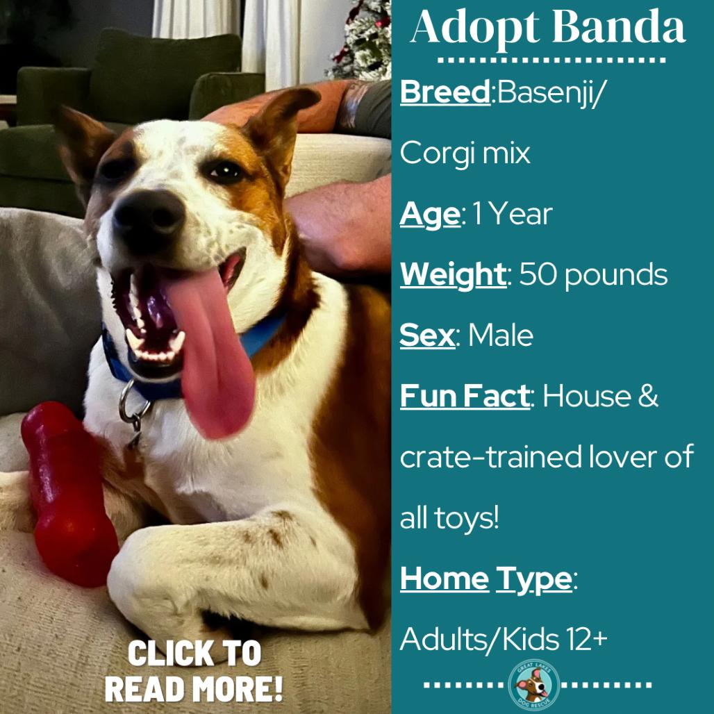 Banda, a Adoptable mixed breed in Metamora, MI image 4/6