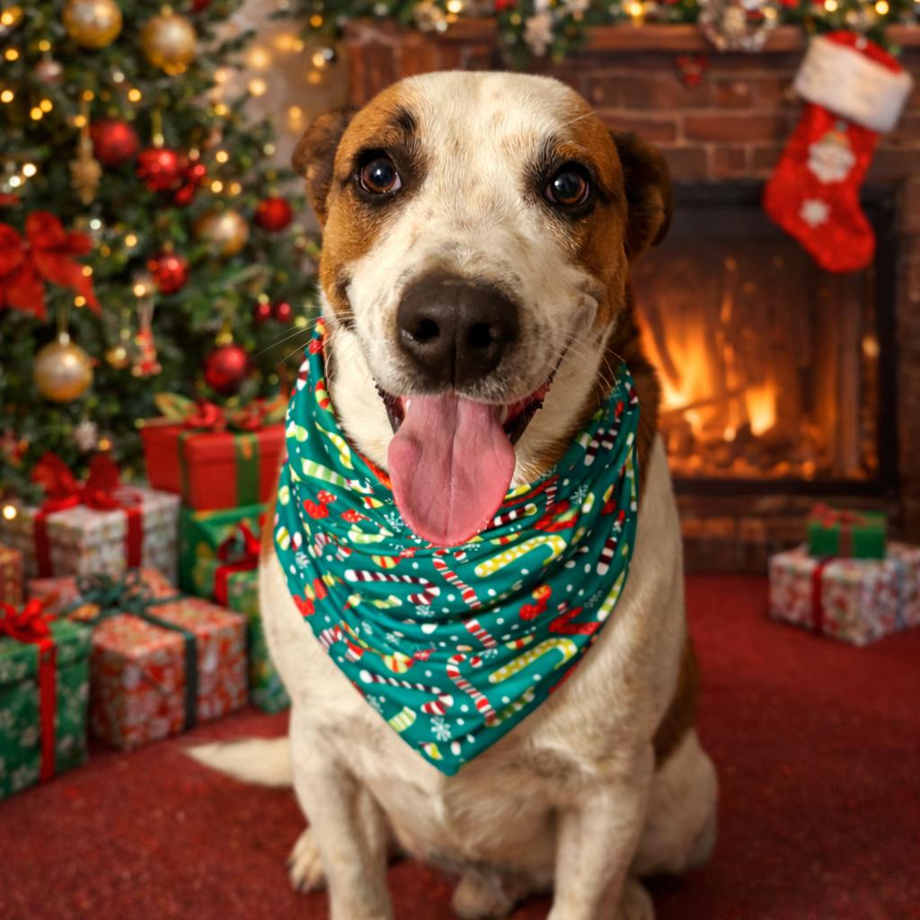 Enlarge Banda, a Adoptable mixed breed in Metamora, MI image 3/6