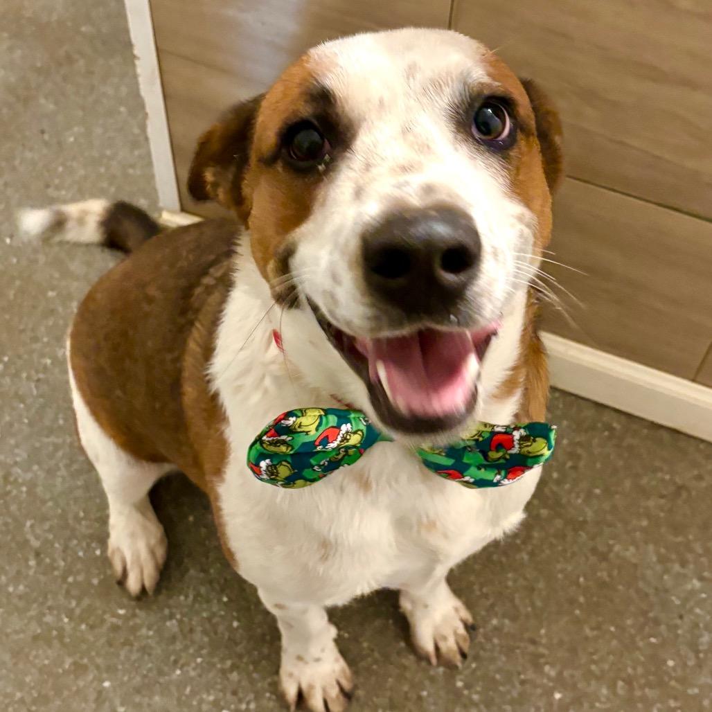 Enlarge Banda, a Adoptable mixed breed in Metamora, MI image 4/6