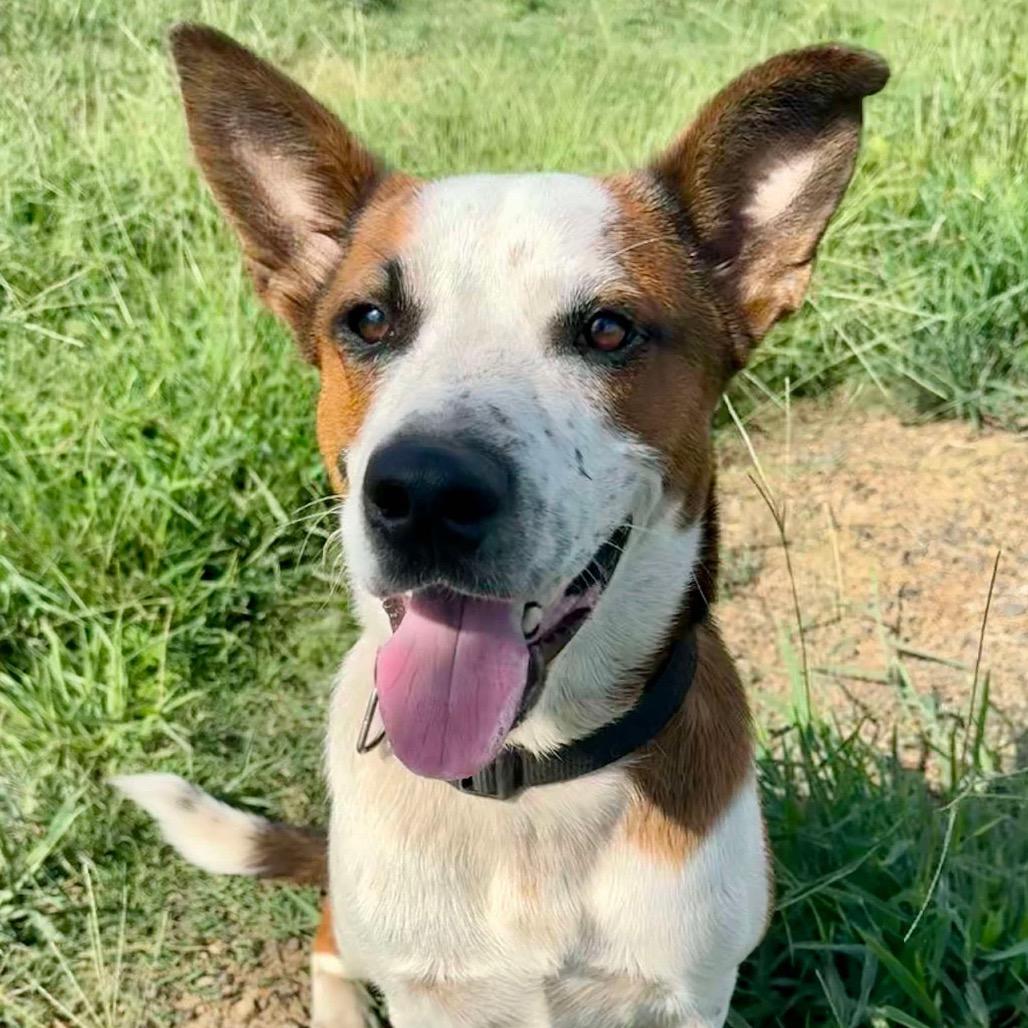 Enlarge Banda, a Adoptable mixed breed in Metamora, MI image 5/6