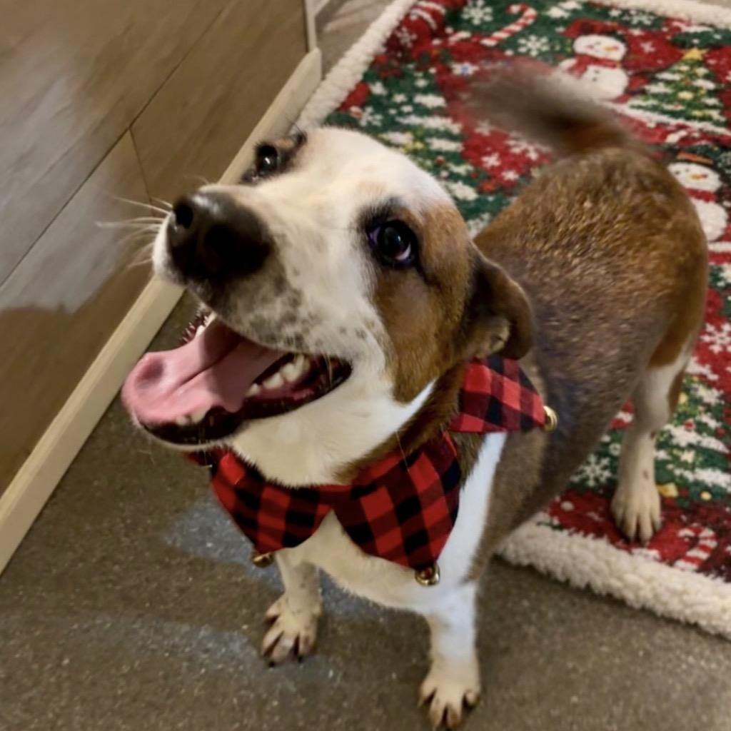 Enlarge Banda, a Adoptable mixed breed in Metamora, MI image 6/6