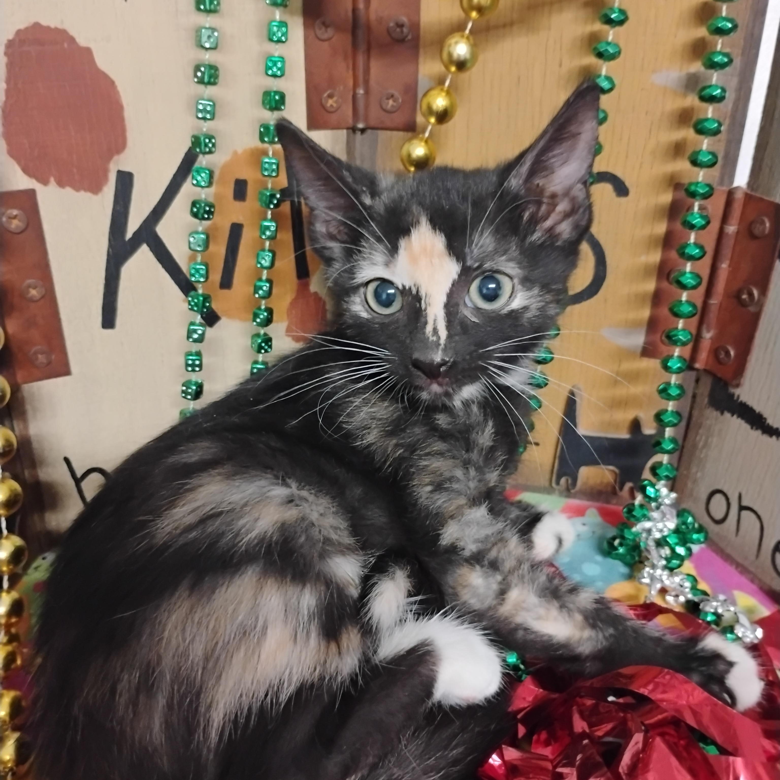 Enlarge good vibrations f 2lb handraised, a ADOPTABLE Tortoiseshell in Phoenix, AZ image 1/1