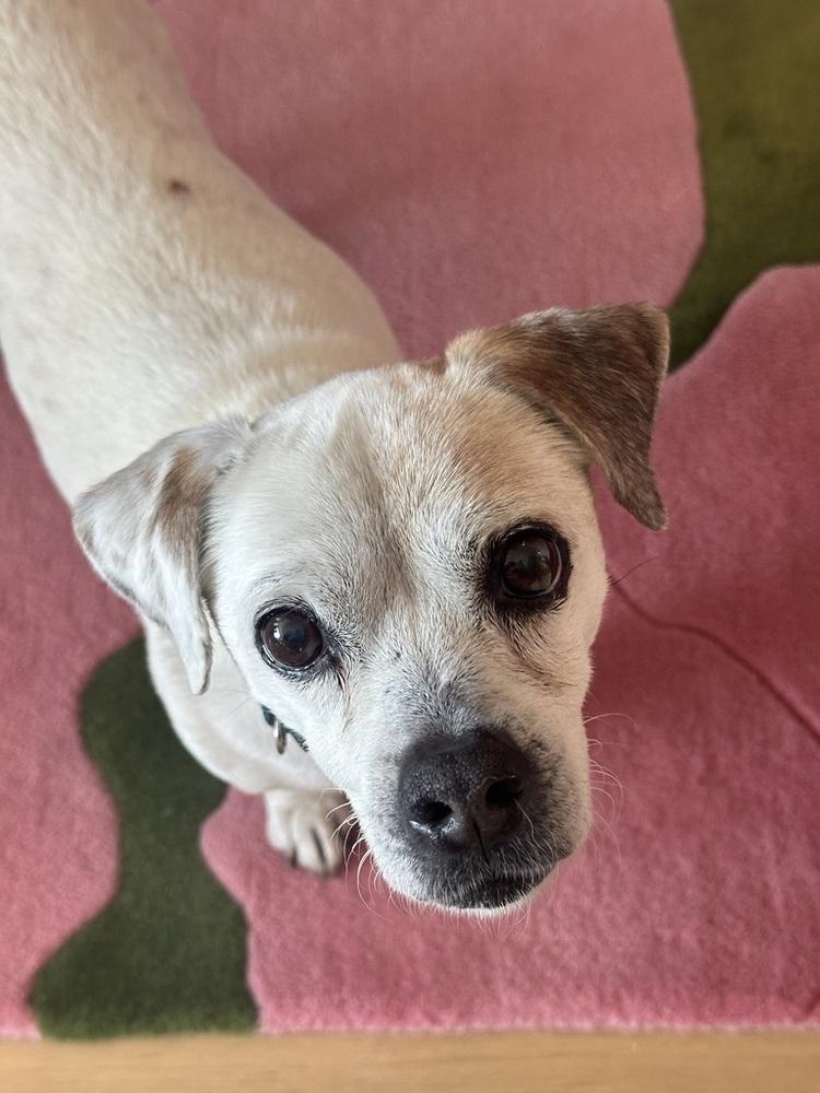 Ted, a Adoptable mixed breed in Manhattan, NY image 1/3