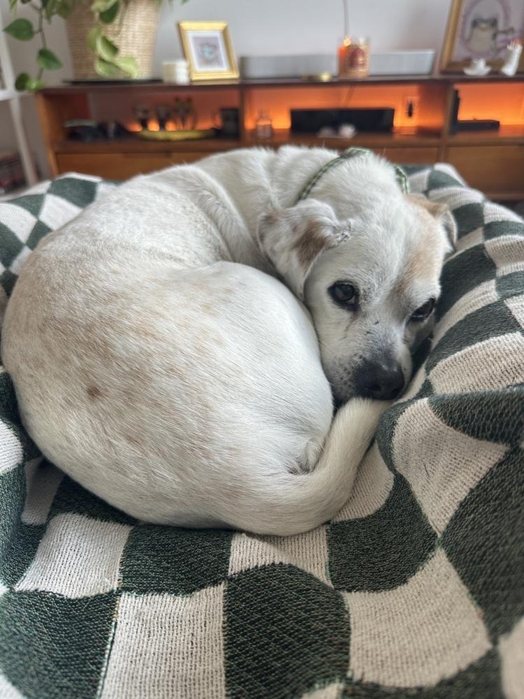 Ted, a Adoptable mixed breed in Manhattan, NY image 2/3