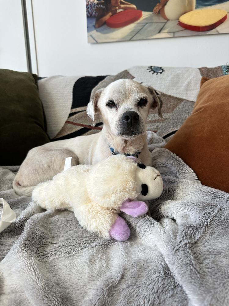 Ted, a Adoptable mixed breed in Manhattan, NY image 3/3