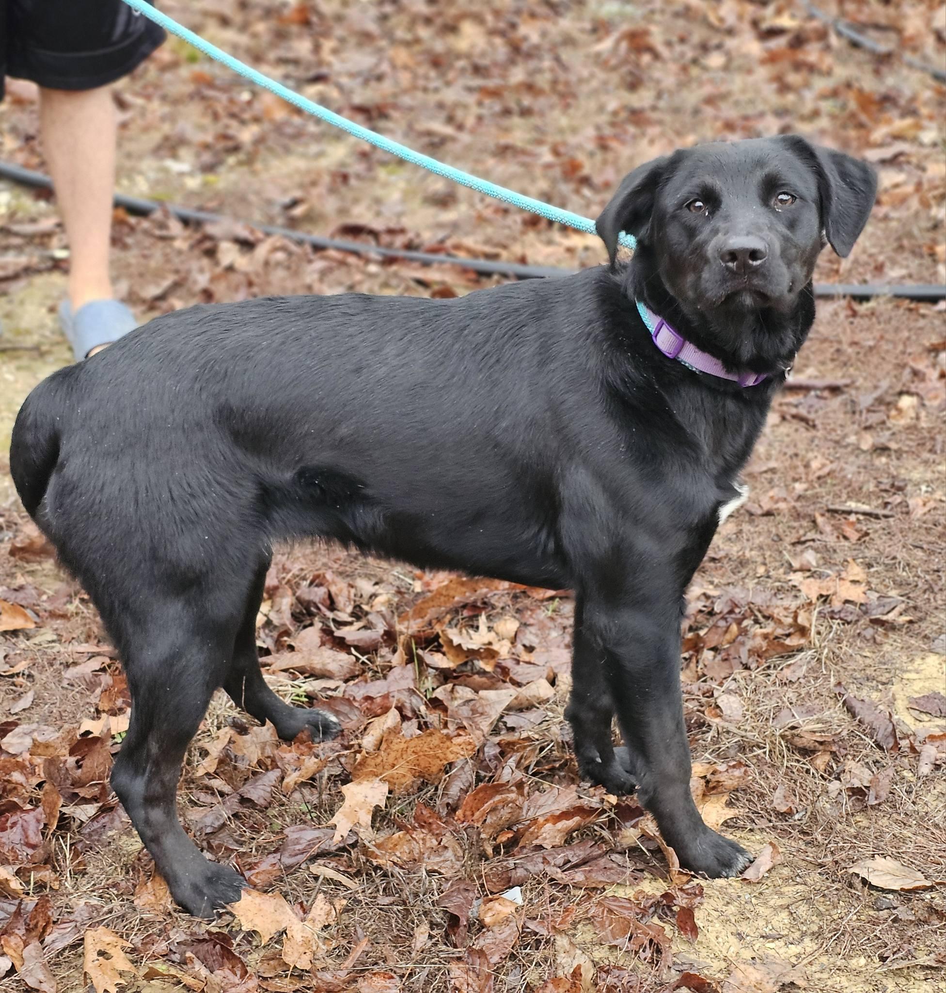 Enlarge Kady, an adopted Labrador Retriever in Fort Payne, AL image 3/4