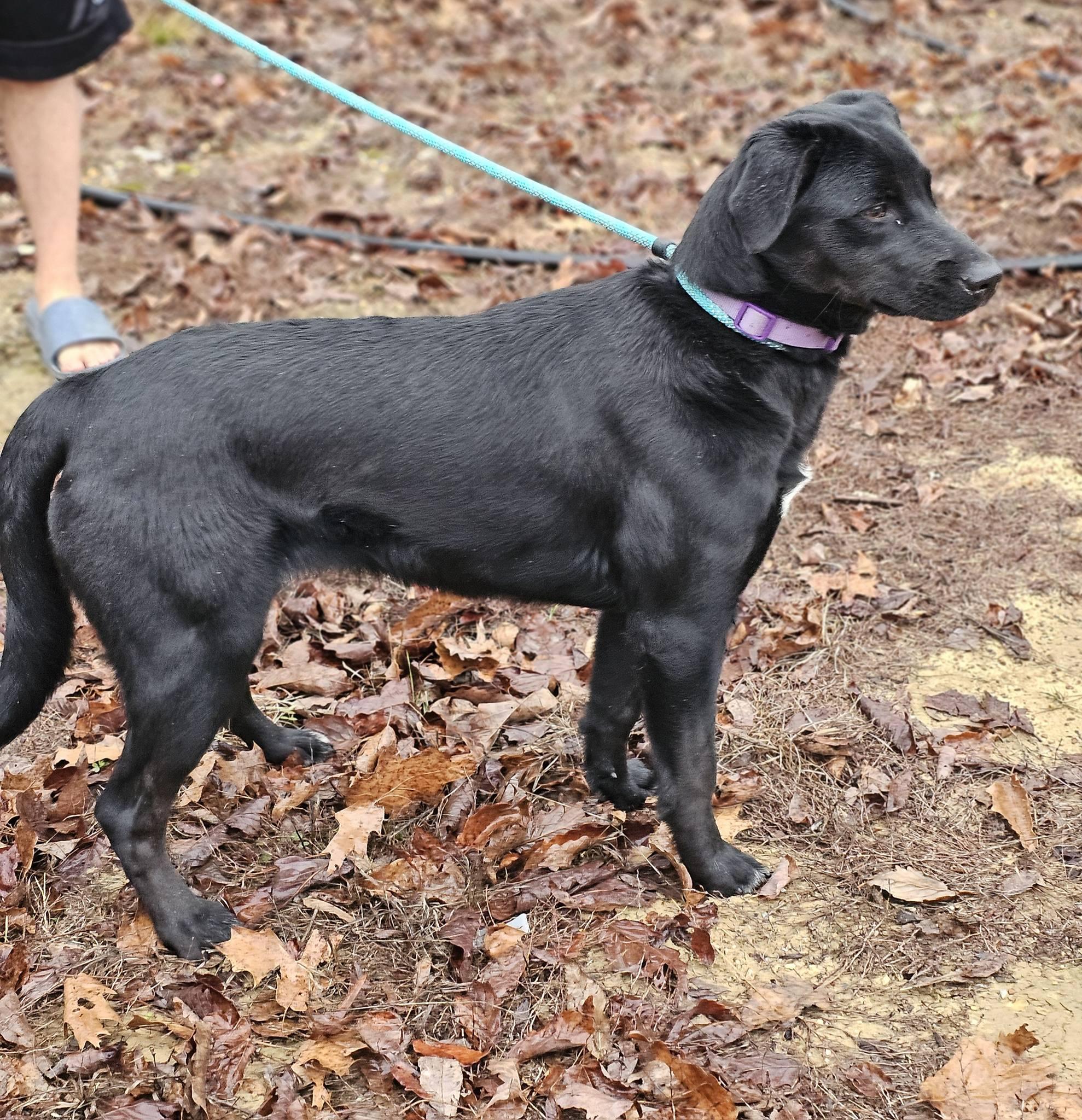 Enlarge Kady, an adopted Labrador Retriever in Fort Payne, AL image 2/4