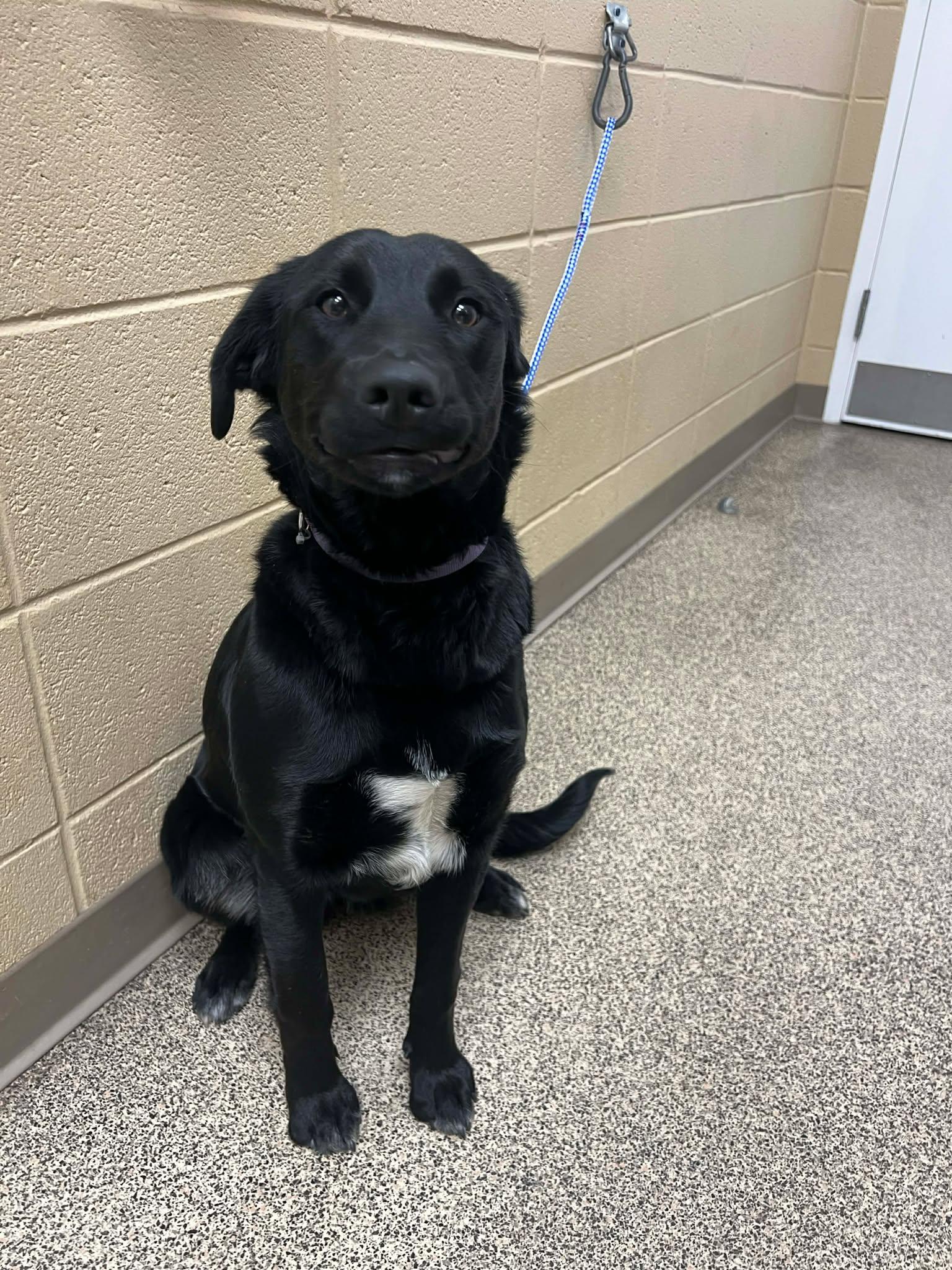Enlarge Kady, an adopted Labrador Retriever in Fort Payne, AL image 4/4