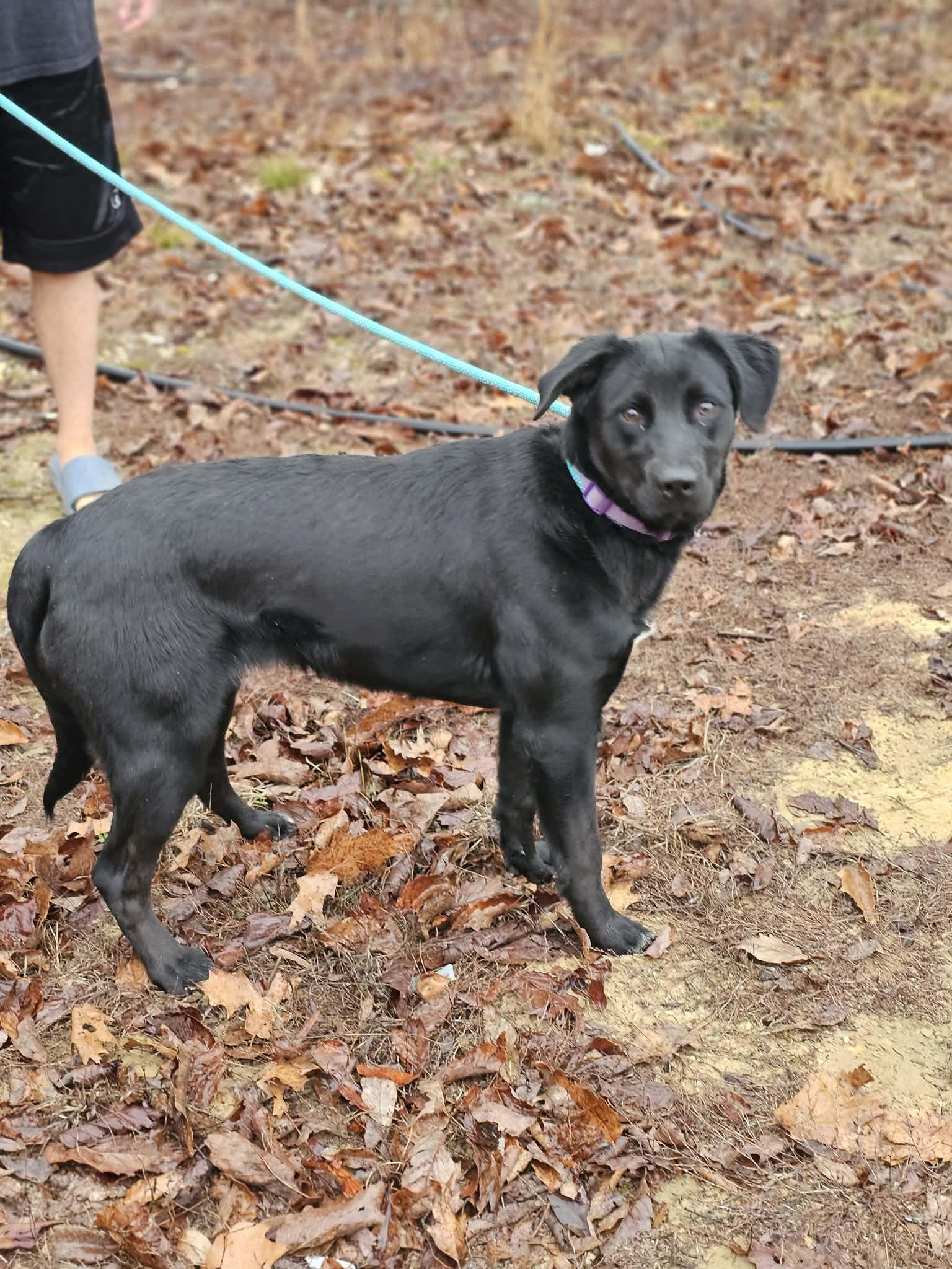 Enlarge Kady, a ADOPTABLE Labrador Retriever in Fort Payne, AL image 2/2
