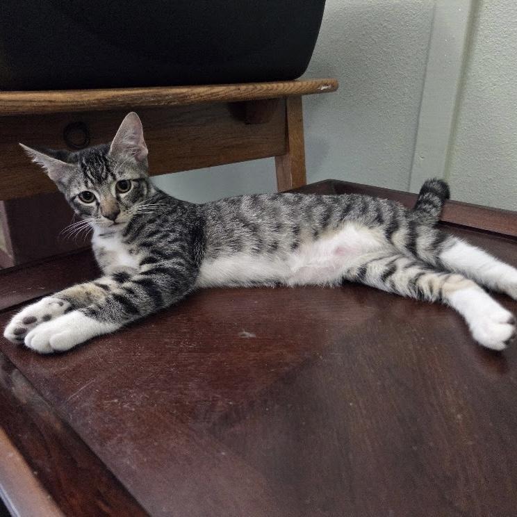 Poodle, adoptable, Kitten Male Domestic Short Hair.