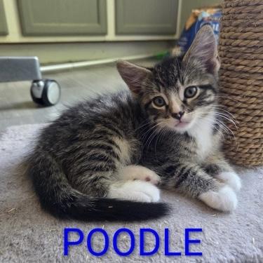 Poodle, adoptable, Kitten Male Domestic Short Hair.