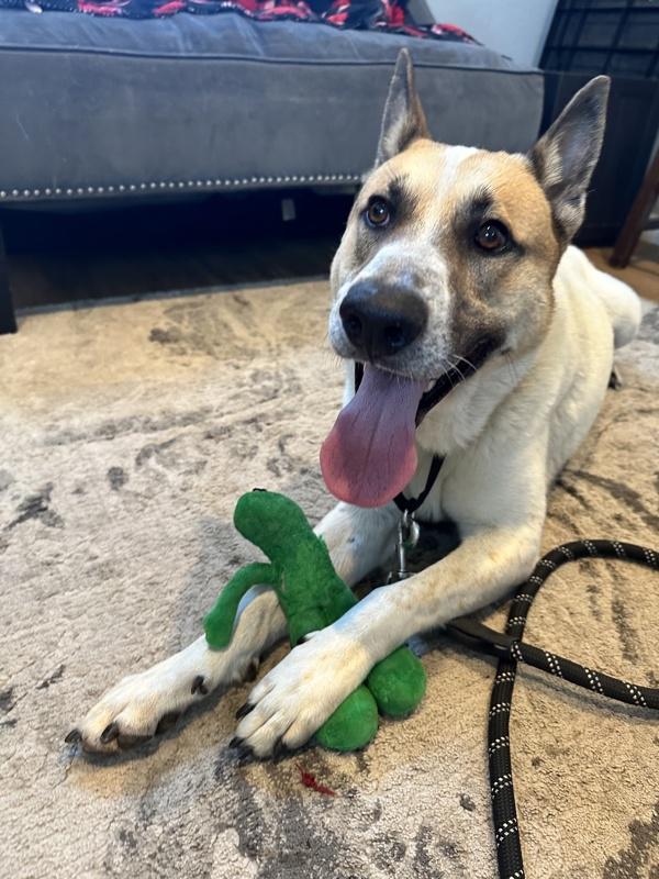 Stax, Adoptable, Adult Male German Shepherd Dog & Australian Cattle Dog / Blue Heeler.