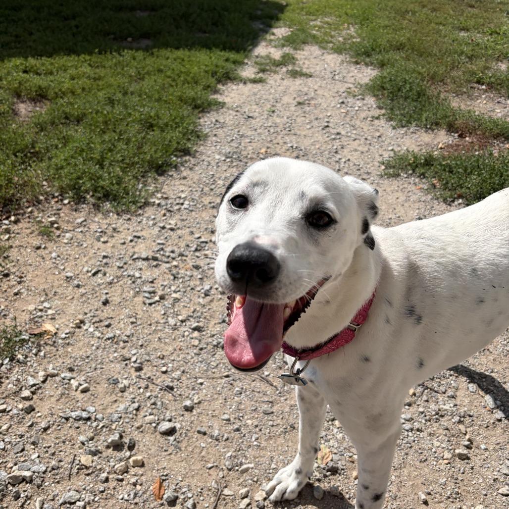 Winnie, Adoptable, Adult Female Dalmatian & Border Collie.