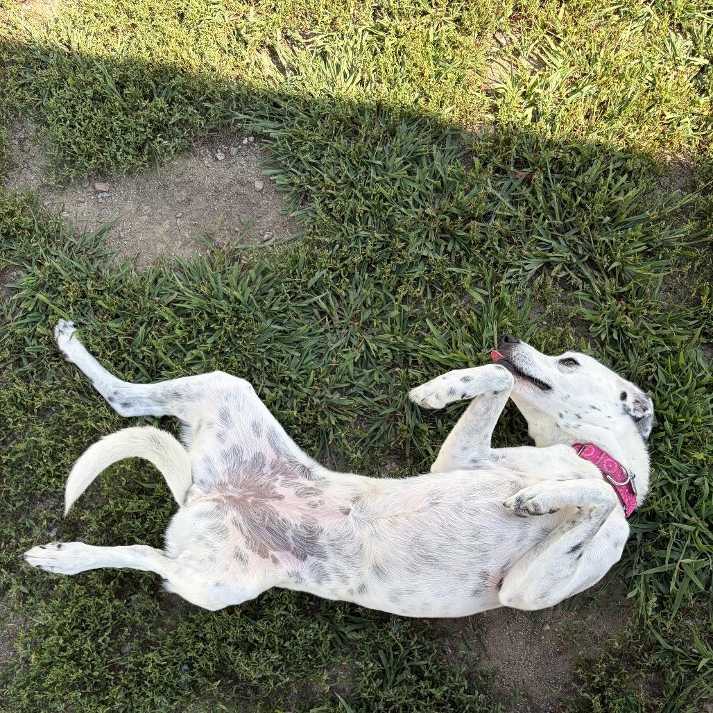 Winnie, a Adoptable mixed breed in Concord, NH image 3/4