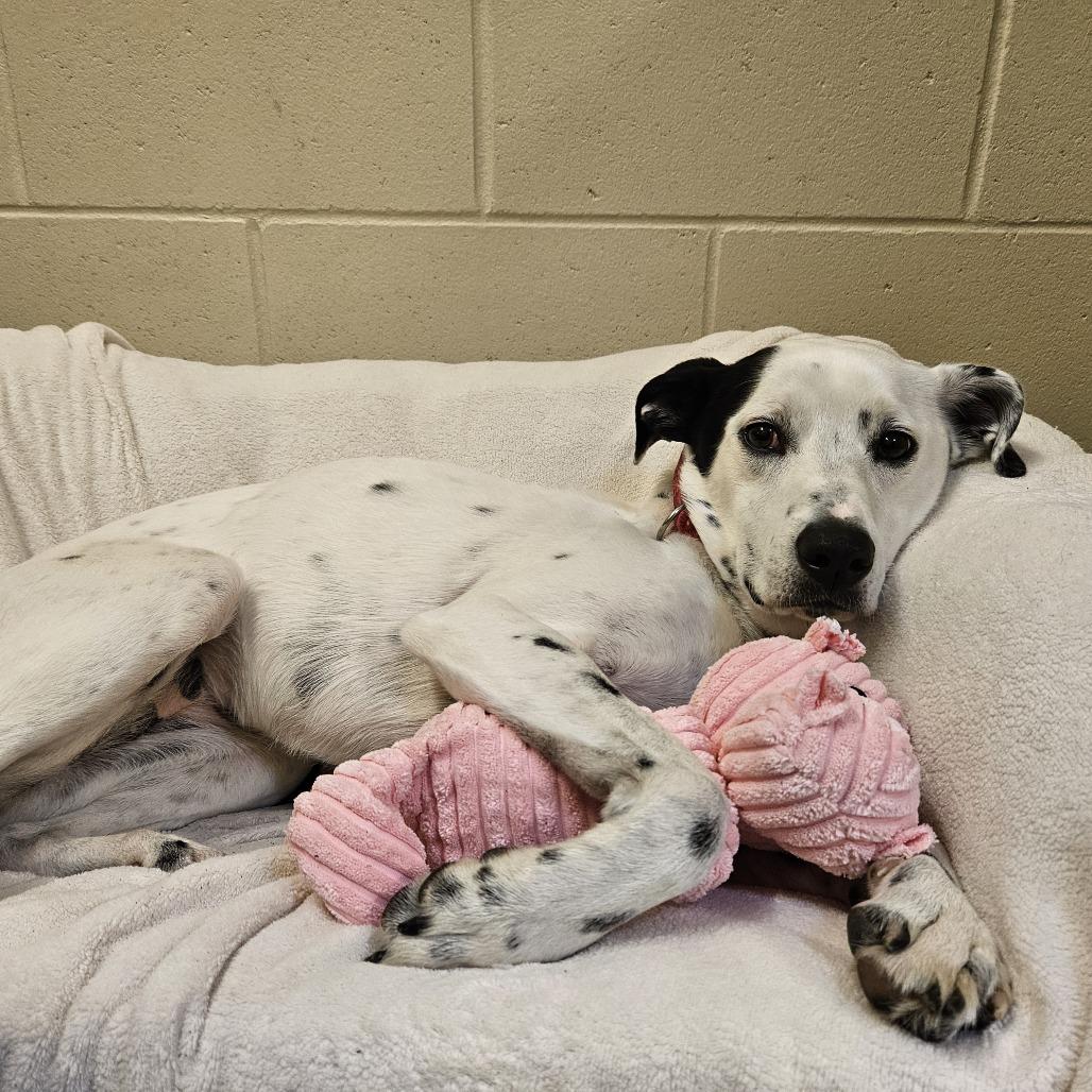 Winnie, a Adoptable mixed breed in Concord, NH image 4/4