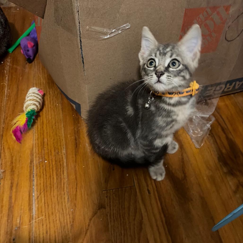 Enlarge Tire (Toyo), a Adoptable Domestic Short Hair in Wilmington, NC image 3/5