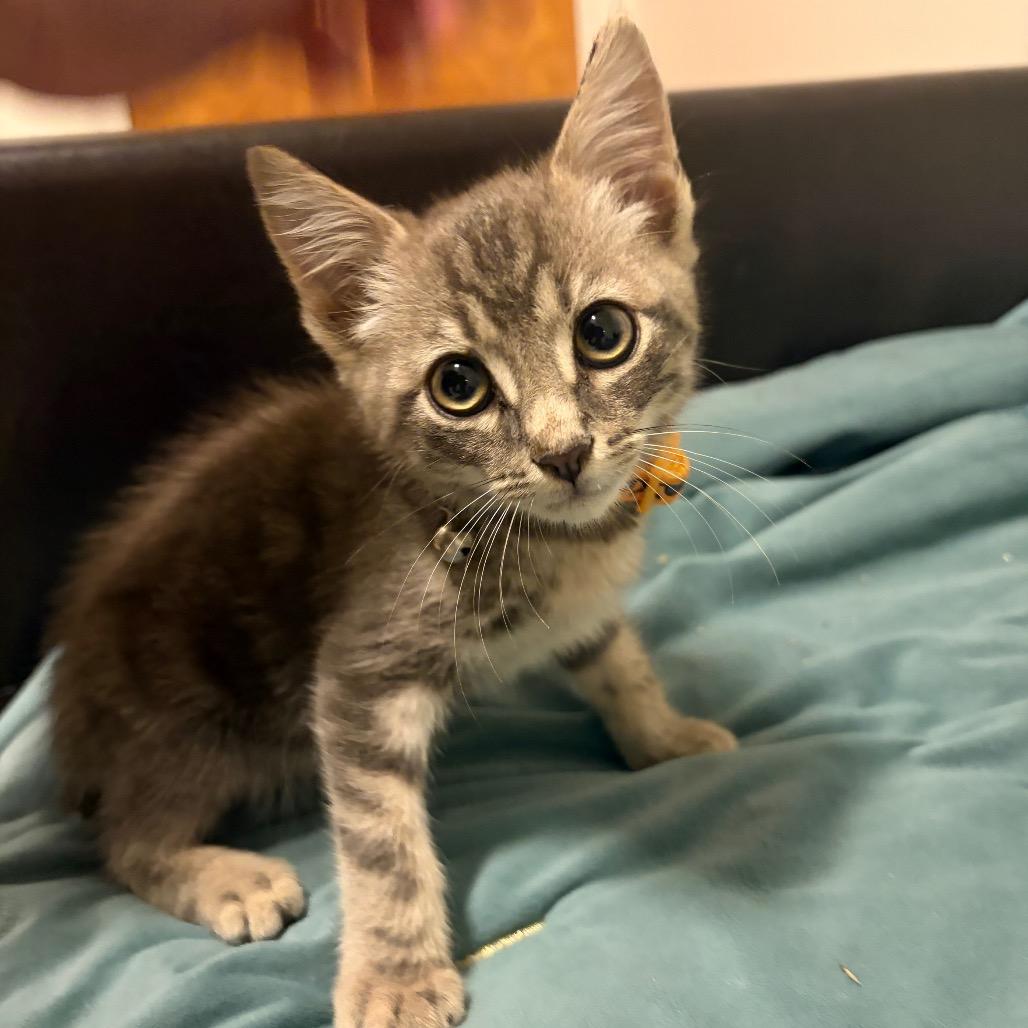 Enlarge Tire (Toyo), a Adoptable Domestic Short Hair in Wilmington, NC image 1/5