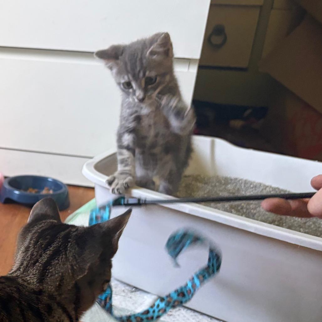 Enlarge Tire (Toyo), a Adoptable Domestic Short Hair in Wilmington, NC image 5/5