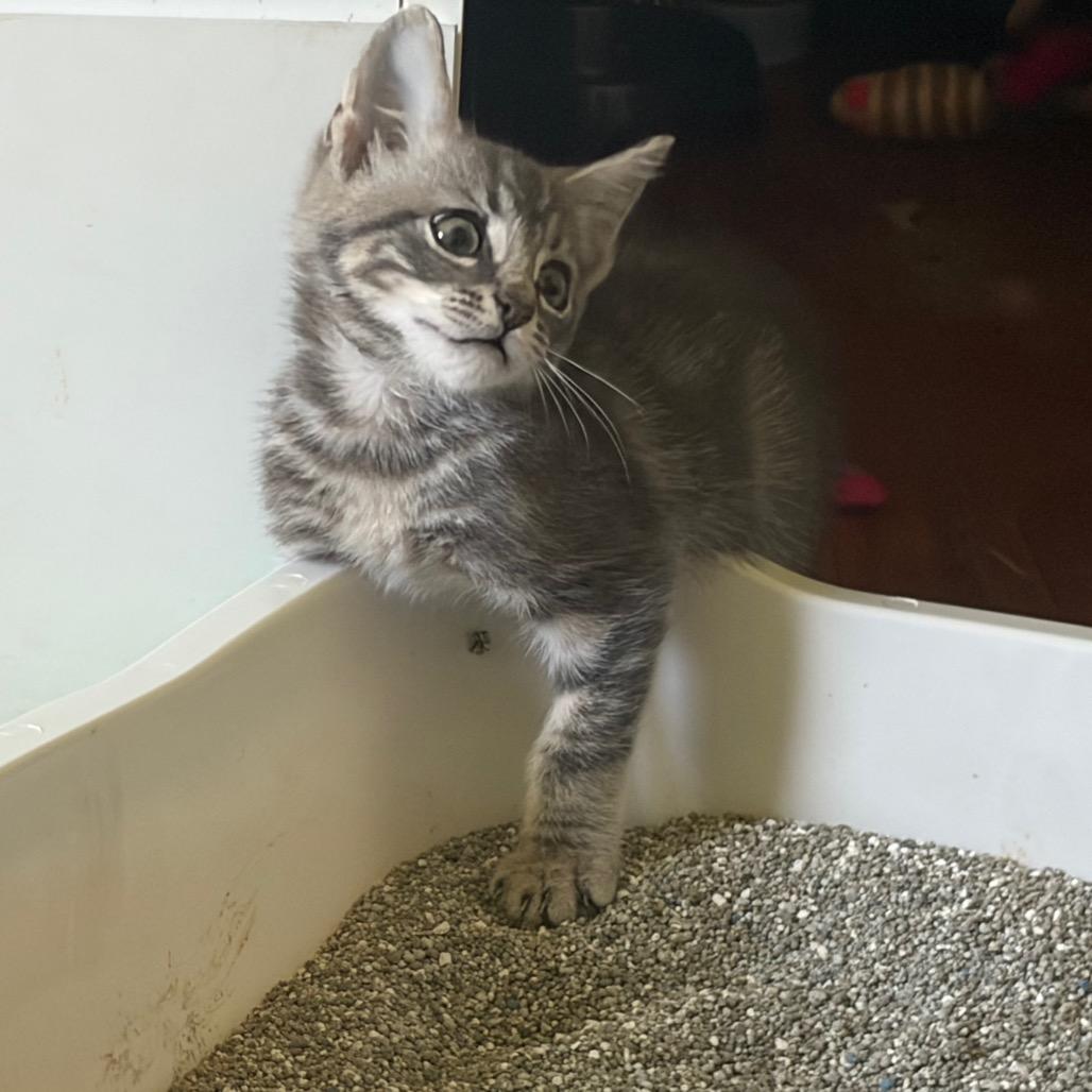 Enlarge Tire (Toyo), a Adoptable Domestic Short Hair in Wilmington, NC image 4/5
