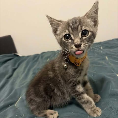 Enlarge Tire (Toyo), a Adoptable Domestic Short Hair in Wilmington, NC image 2/5