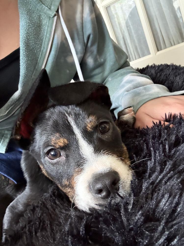Archer, a Adoptable mixed breed in Commerce City, CO image 2/5