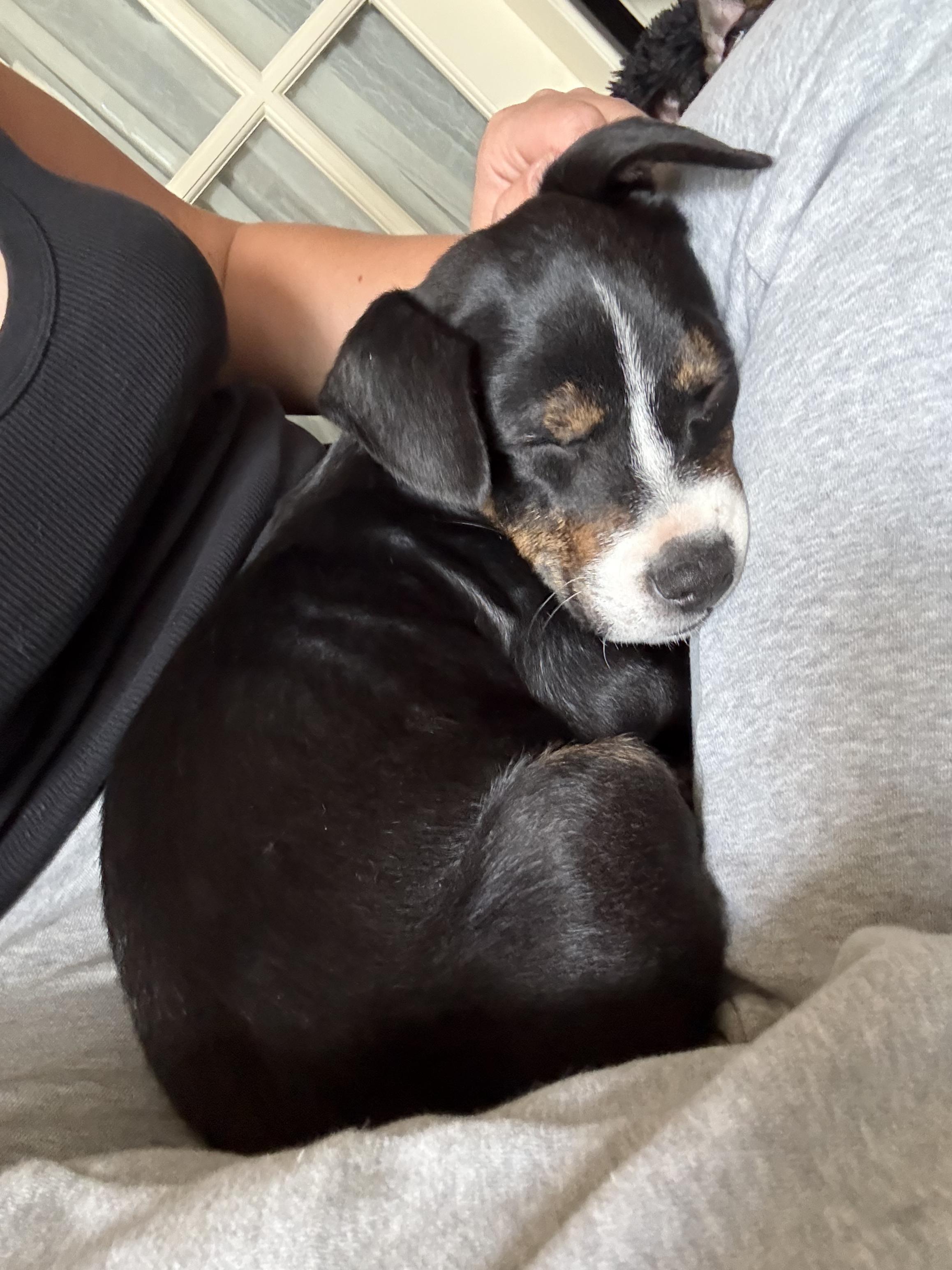 Archer, a Adoptable mixed breed in Commerce City, CO image 5/5