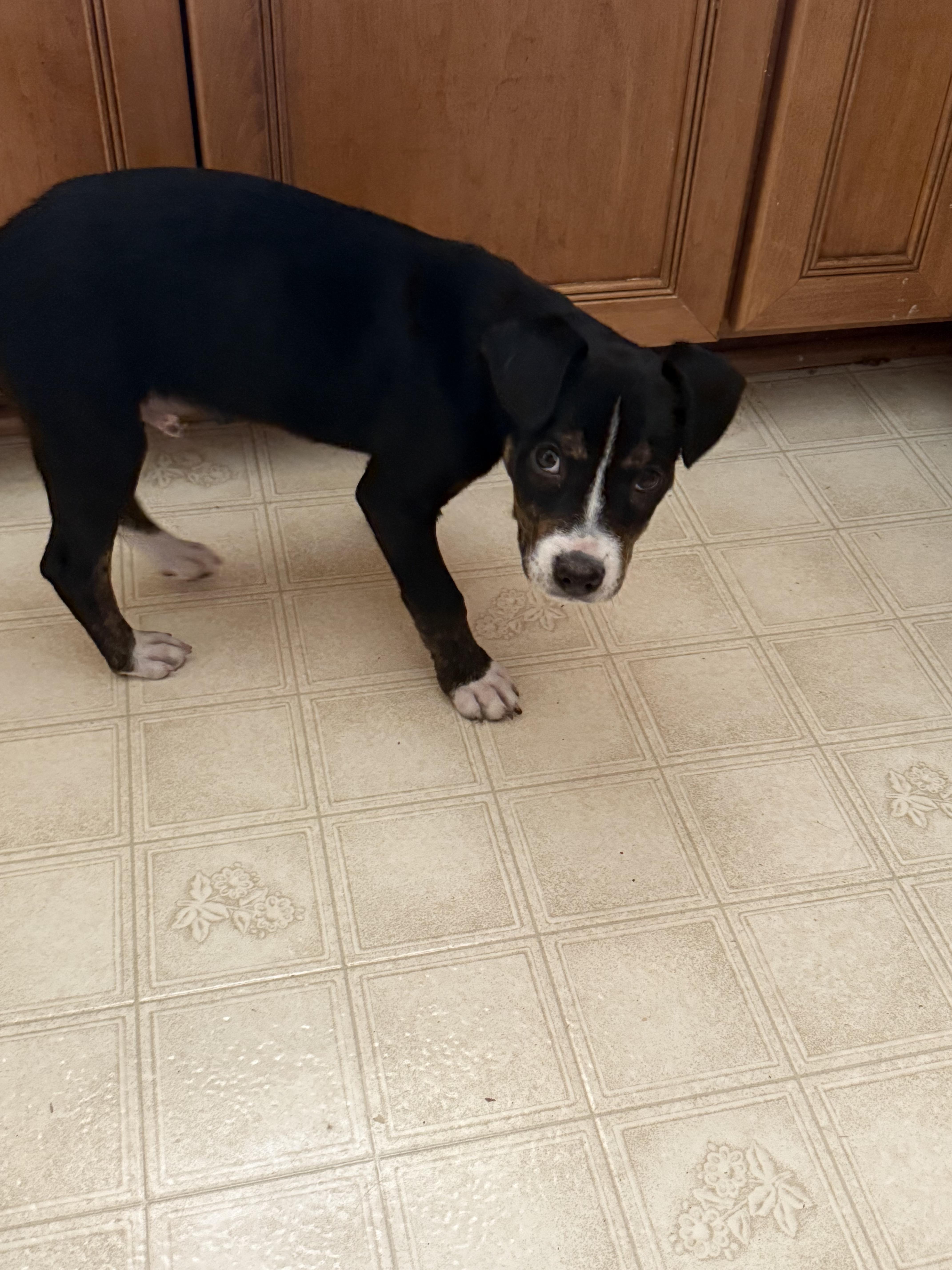 Archer, a Adoptable mixed breed in Commerce City, CO image 4/5