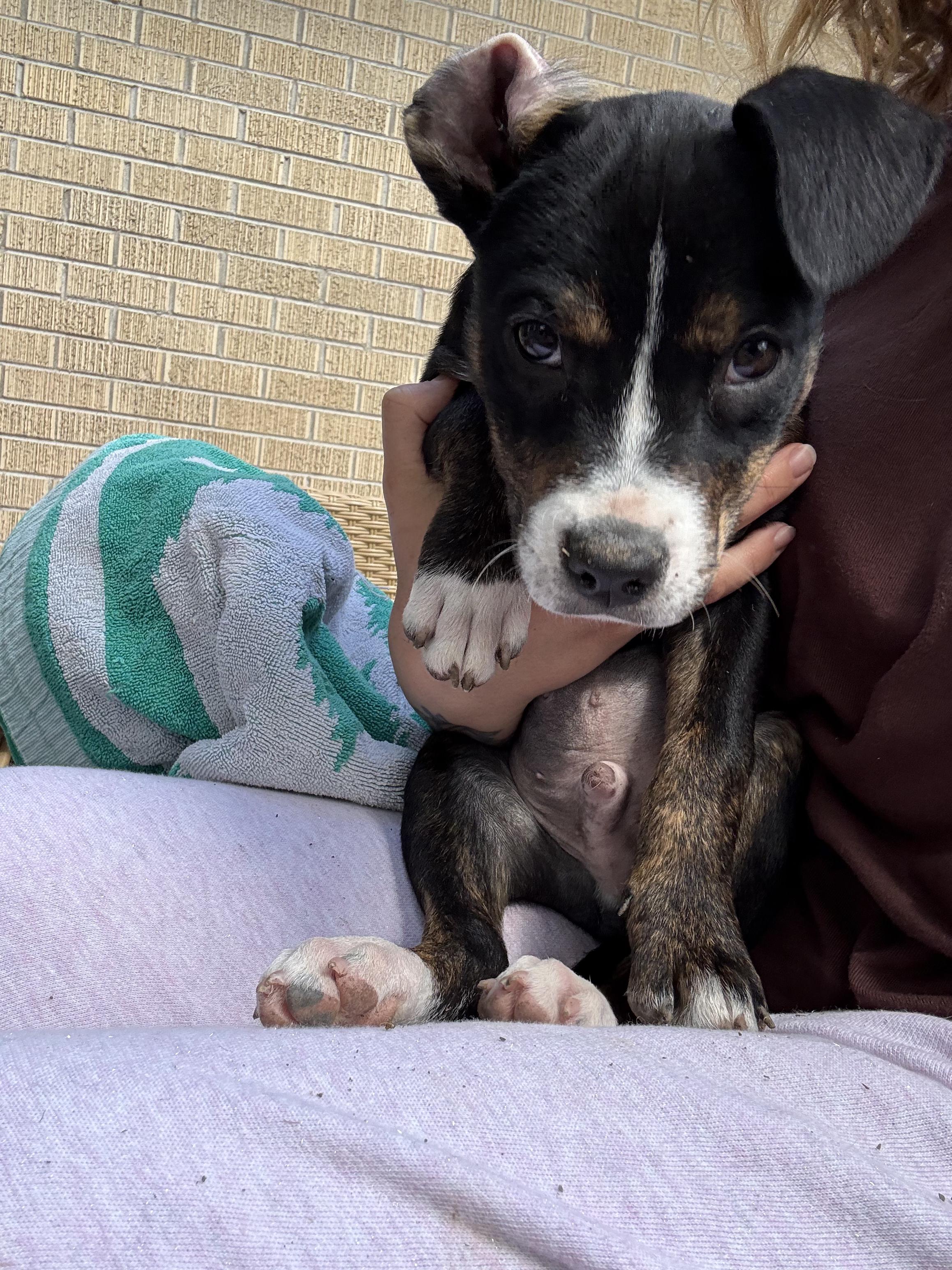 Archer, a Adoptable mixed breed in Commerce City, CO image 3/5