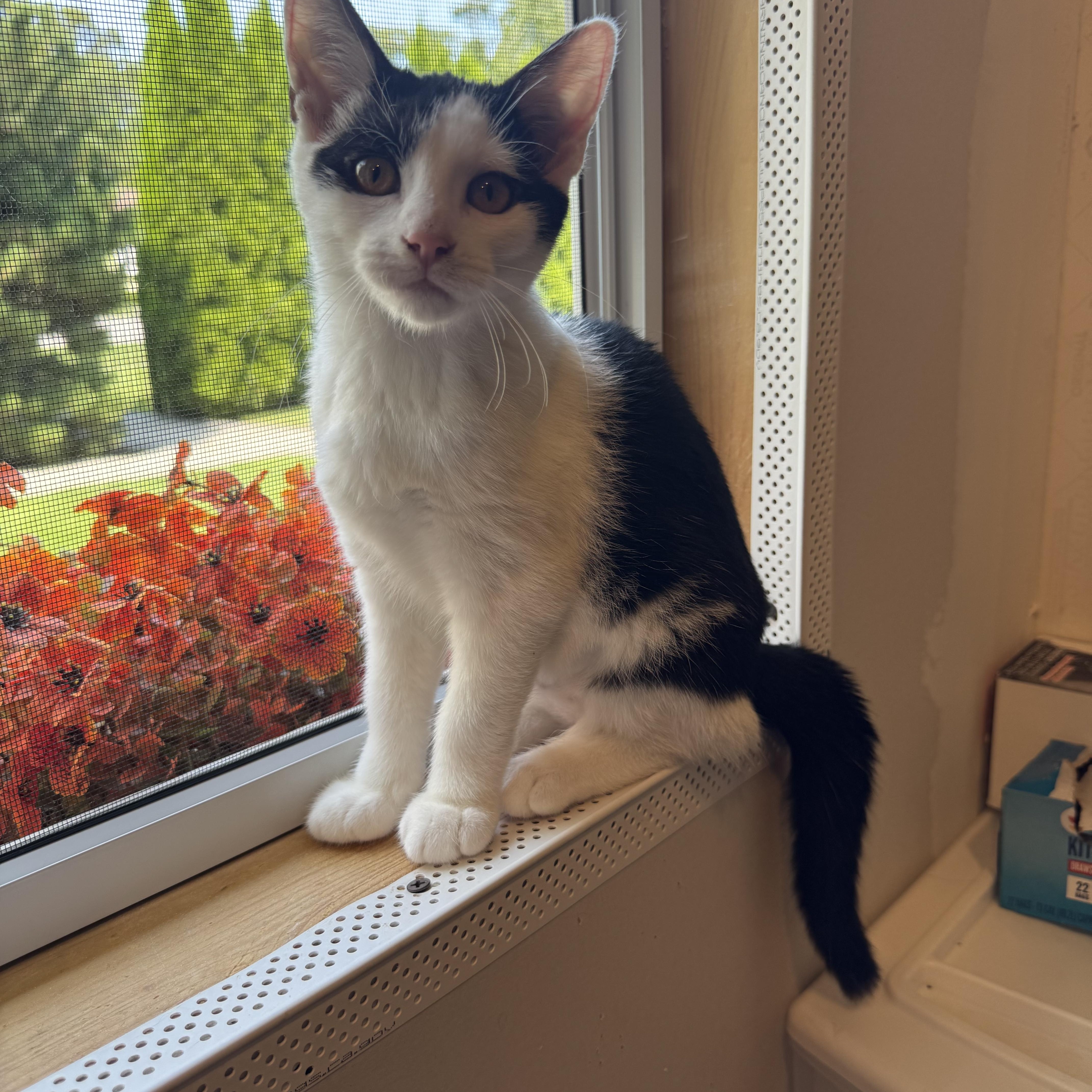 Berry, an adopted Domestic Short Hair in Syosset, NY image 1/3