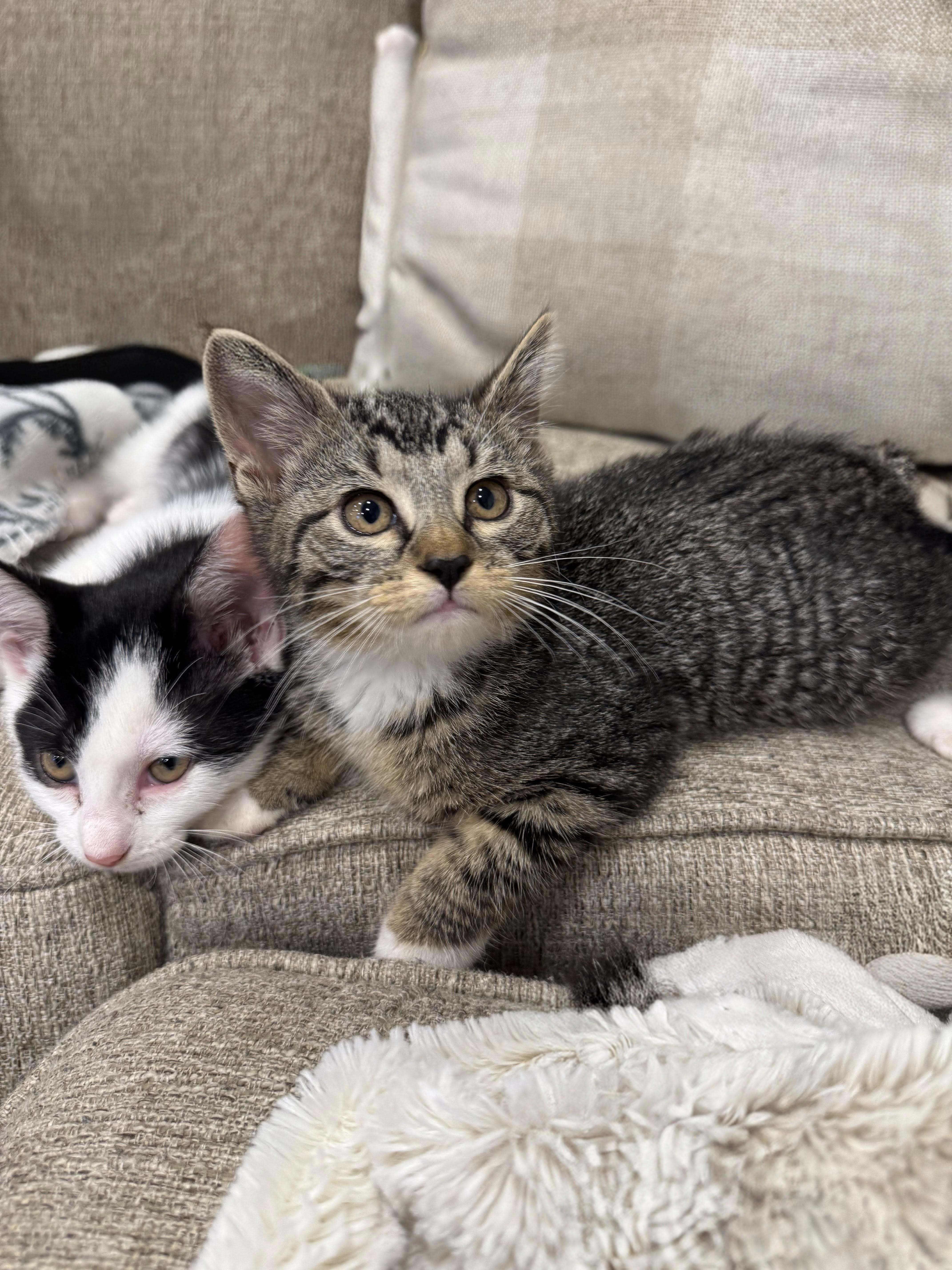 Berry, an adopted Domestic Short Hair in Syosset, NY image 2/3