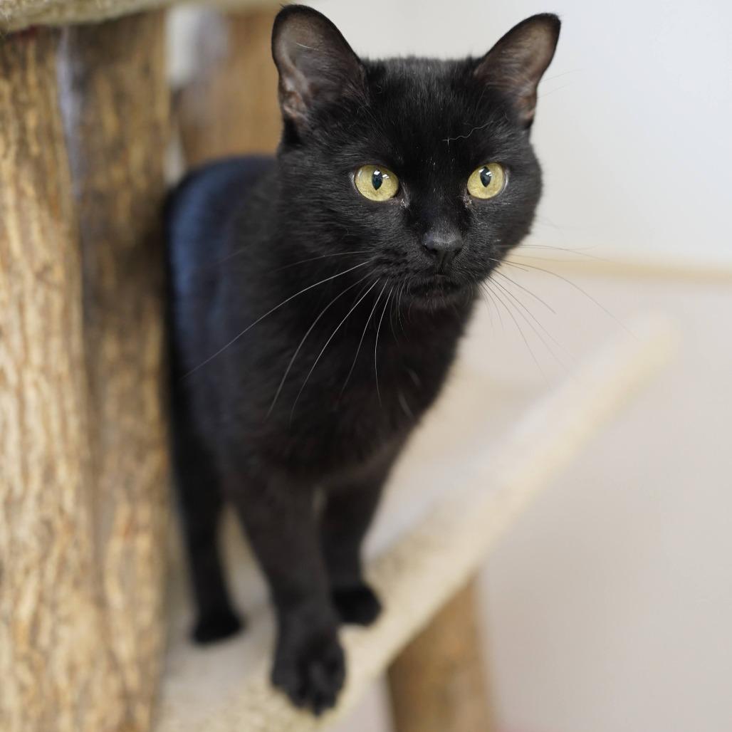 Cinder, Adoptable, Young Female Domestic Short Hair.