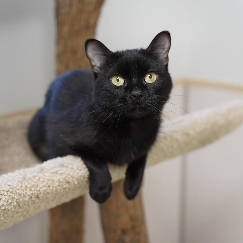 Enlarge Cinder, a Adoptable Domestic Short Hair in Naperville, IL image 2/3