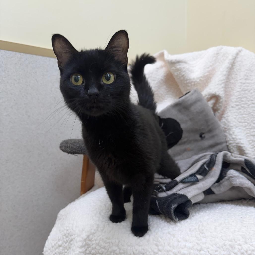 Enlarge Cinder, a Adoptable Domestic Short Hair in Naperville, IL image 3/3