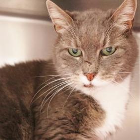 Nanna, Adoptable, Senior Female Domestic Short Hair.
