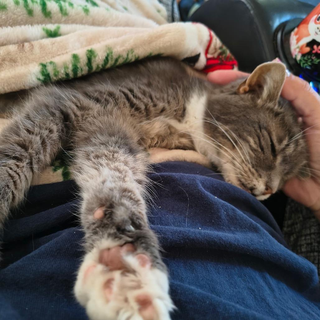 Nanna, a Adoptable Domestic Short Hair in Newark, NJ image 2/3