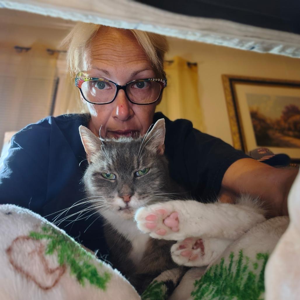 Nanna, a Adoptable Domestic Short Hair in Newark, NJ image 3/3