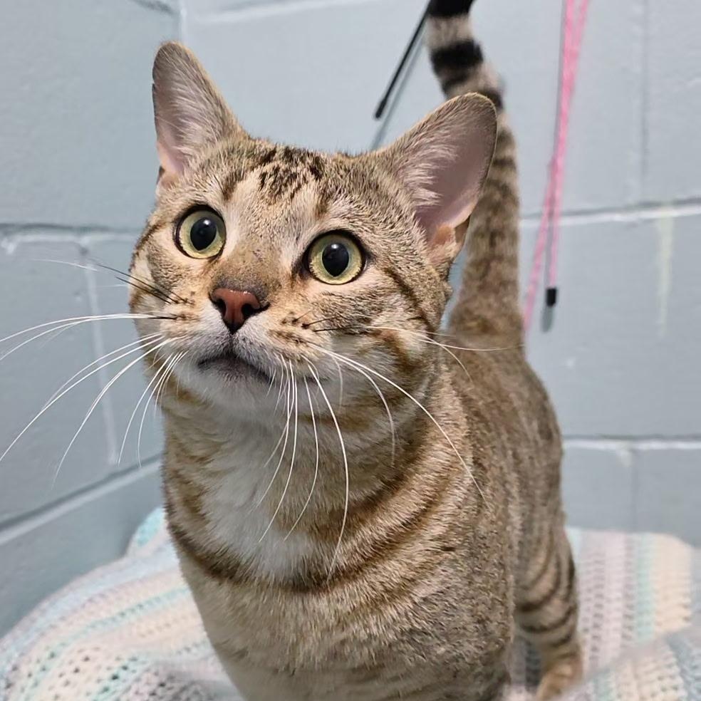 Enlarge Luca, an adopted mixed breed in Smithtown, NY image 3/3