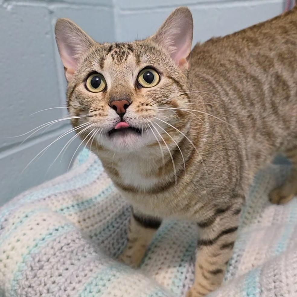 Enlarge Luca, an adopted mixed breed in Smithtown, NY image 2/3