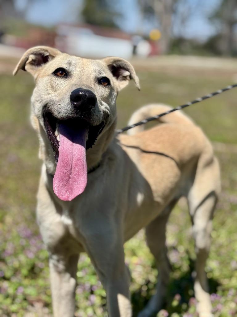 Enlarge Butter, a Adoptable mixed breed in Russellville, KY image 1/6