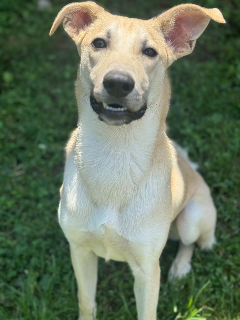 Enlarge Butter, a Adoptable mixed breed in Russellville, KY image 2/6