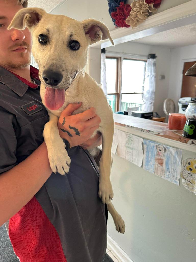 Enlarge Butter, a Adoptable mixed breed in Russellville, KY image 5/6