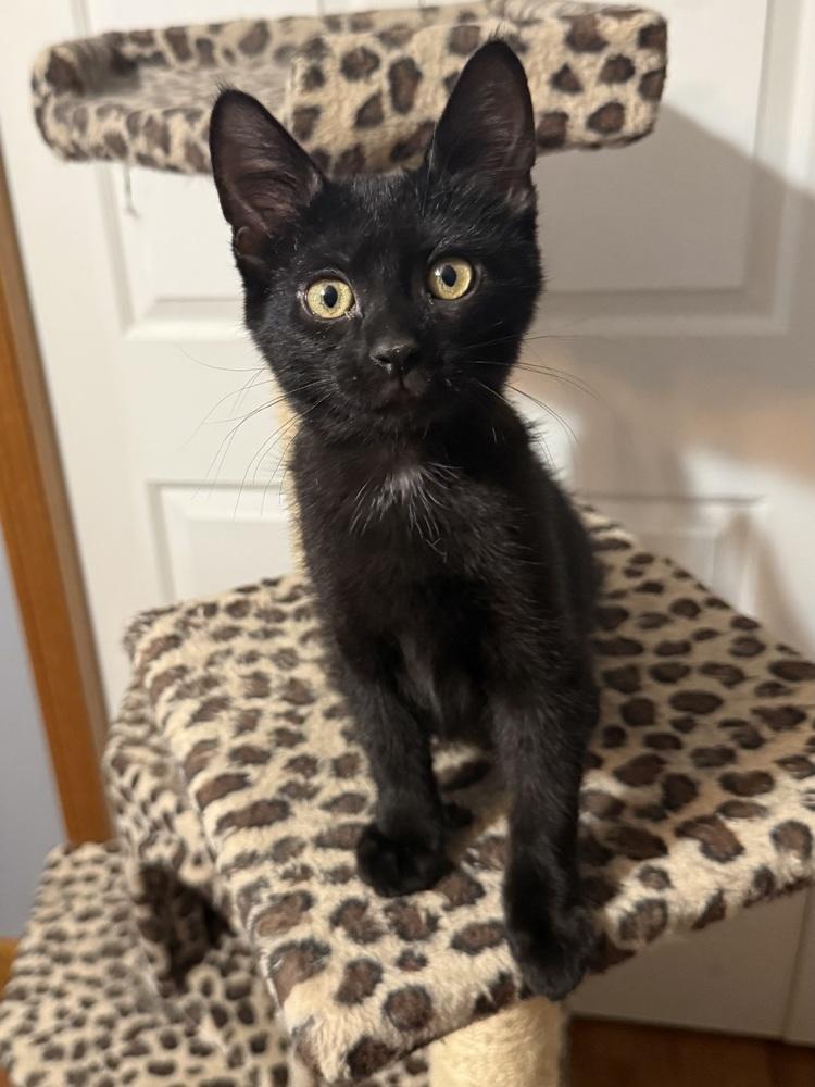 Enlarge Darby (26-083 C), a Adoptable Domestic Short Hair in Lansing, MI image 1/1