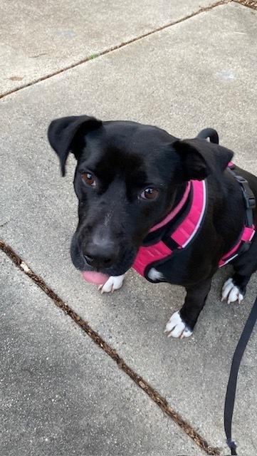 Darla, Adoptable, Young Female Labrador Retriever & Boxer.