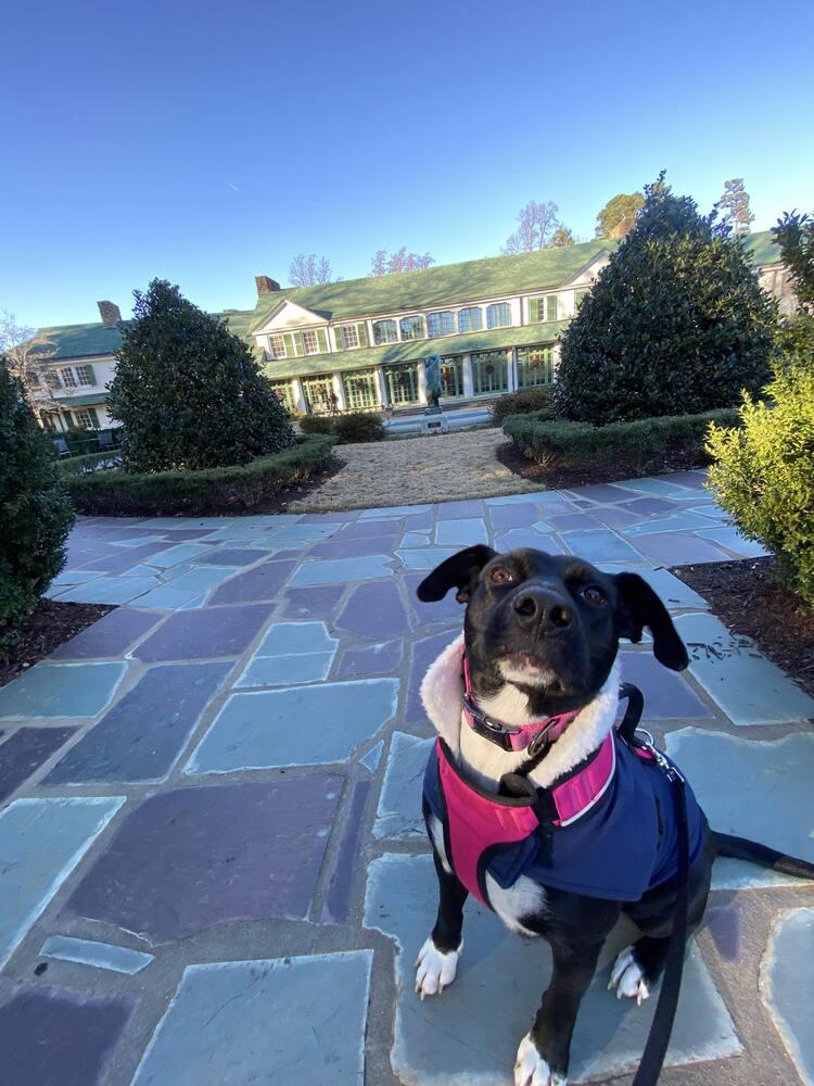 Enlarge Darla, a Adoptable mixed breed in Statesville, NC image 2/6